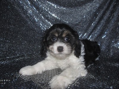 Female cavachon Puppy for sale #38|Shipping By Delta Air to Providence Rhode Island only $150|Visa and masterCard Accepted